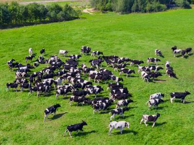 aerial cows