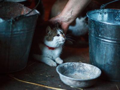 barn cat with milk pails