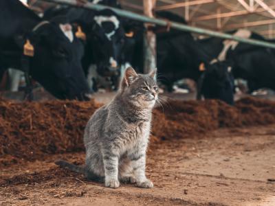 dairy barn cat