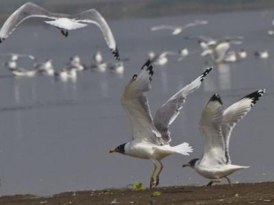 brown headed gulls