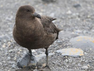 brown skua