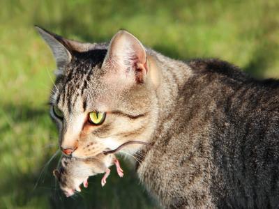 cat and mouse