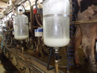 cow milking