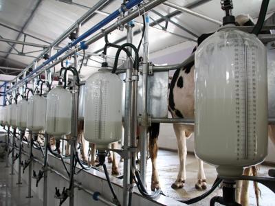dairy milk collection