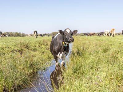 dairy cow in creek