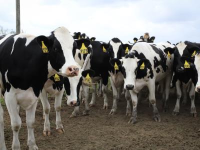 dairy cow ear tags