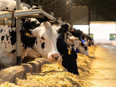 dairy cows in barn