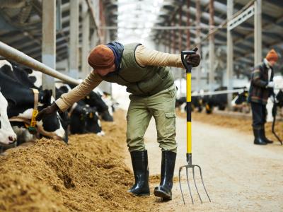 dairy farm workers