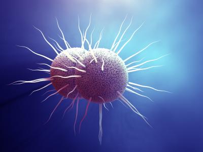 Illustration of gonorrhea bacteria