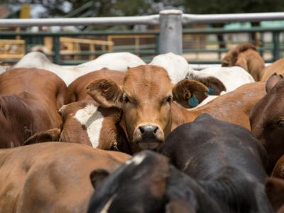 Cattle in feedlot