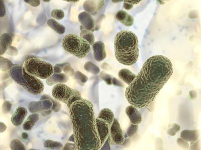 Acinetobacter baumannii