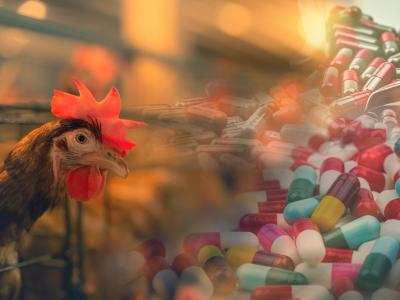antibiotics and animals