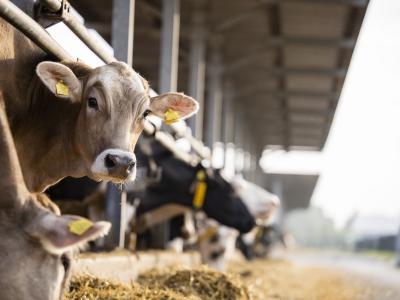 consulting case study vaccine dairy cow