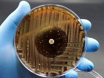 Resistant bacteria in petri dish