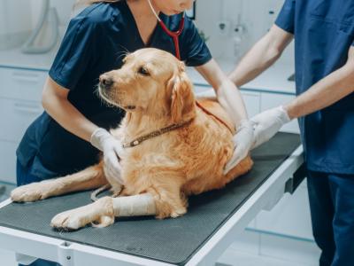 Dog being treated at animal hospital