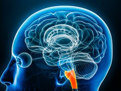 brainstem