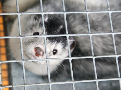 ferret