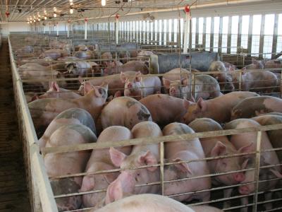 pigs inside a finishing barn