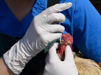 Veterinarian swabbing rooster for avian flu