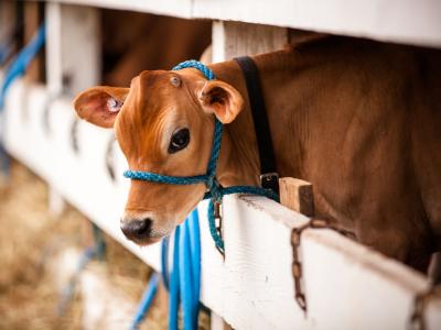 dairy cow