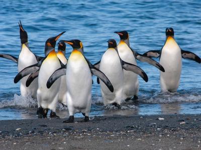 king penguins