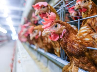 layer chickens