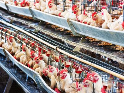 layer farm birds