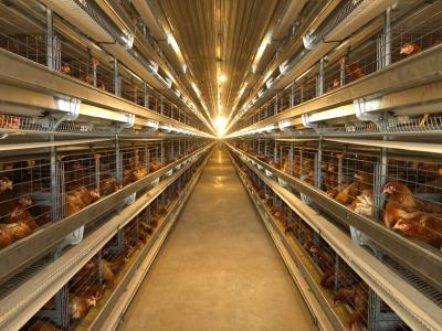layer farm