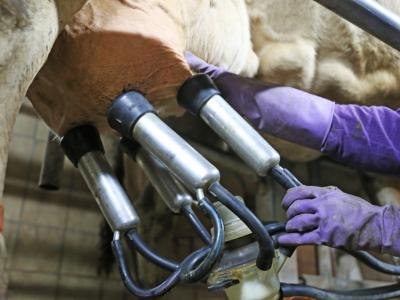 milking parlor worker