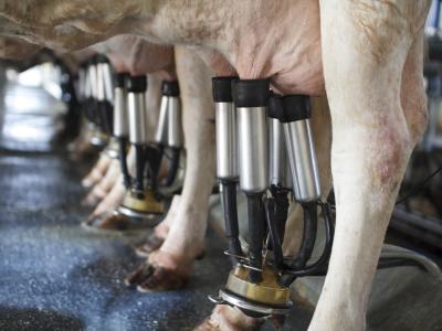 milking parlor