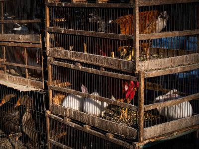 mixed market animals
