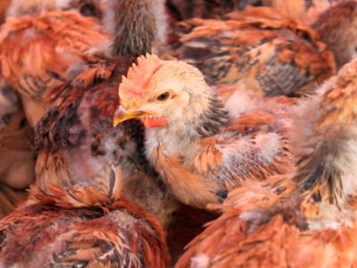 Market chickens