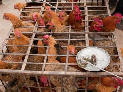 Market poultry