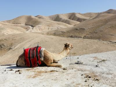 camel in desert