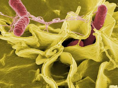 Salmonella