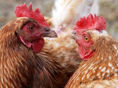 Two hens