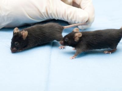 Lab mice