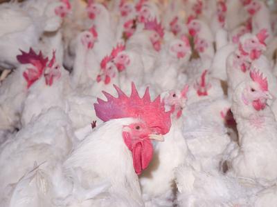 Perdue eliminates animal-only antibiotics from chicken production.