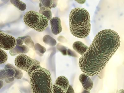 Acinetobacter baumannii bacteria