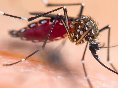 Aedes aegypti mosquito