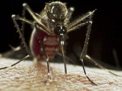 Aedes aegypti mosquito