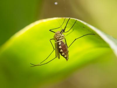 Aedes aegypti on leaf