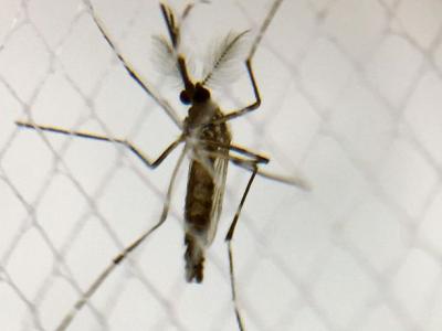 Aedes aegypti