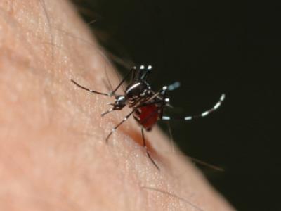 Aedes mosquito