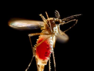 Aedes aegypti mosquito