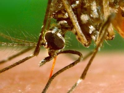 Aedes aegypti mosquito