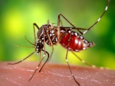 Aedes aegypti Zika mosquito