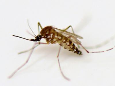 Aedes aegypti
