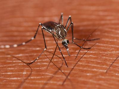 Aedes aegypti mosquito