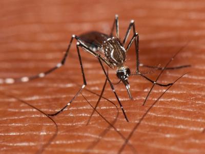 Aedes aegypti mosquito